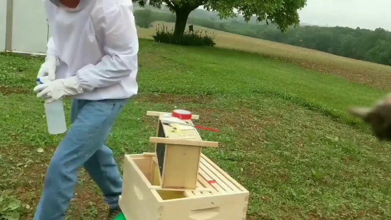 Transferring A Package of Bees Into Their Hive