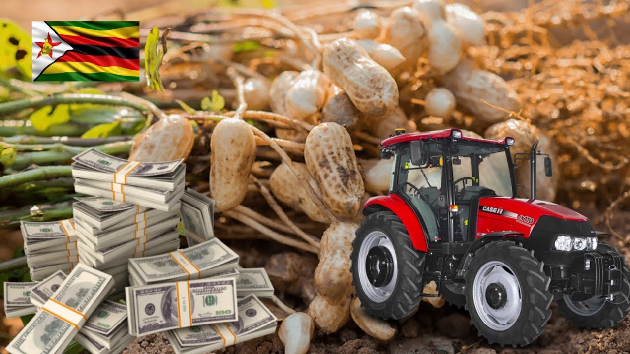 How Much Money A Farmer Can Make Growing 1 Hectare Of Nzungu In Zimbabwe 