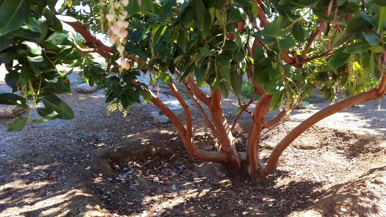 Strawberry Tree