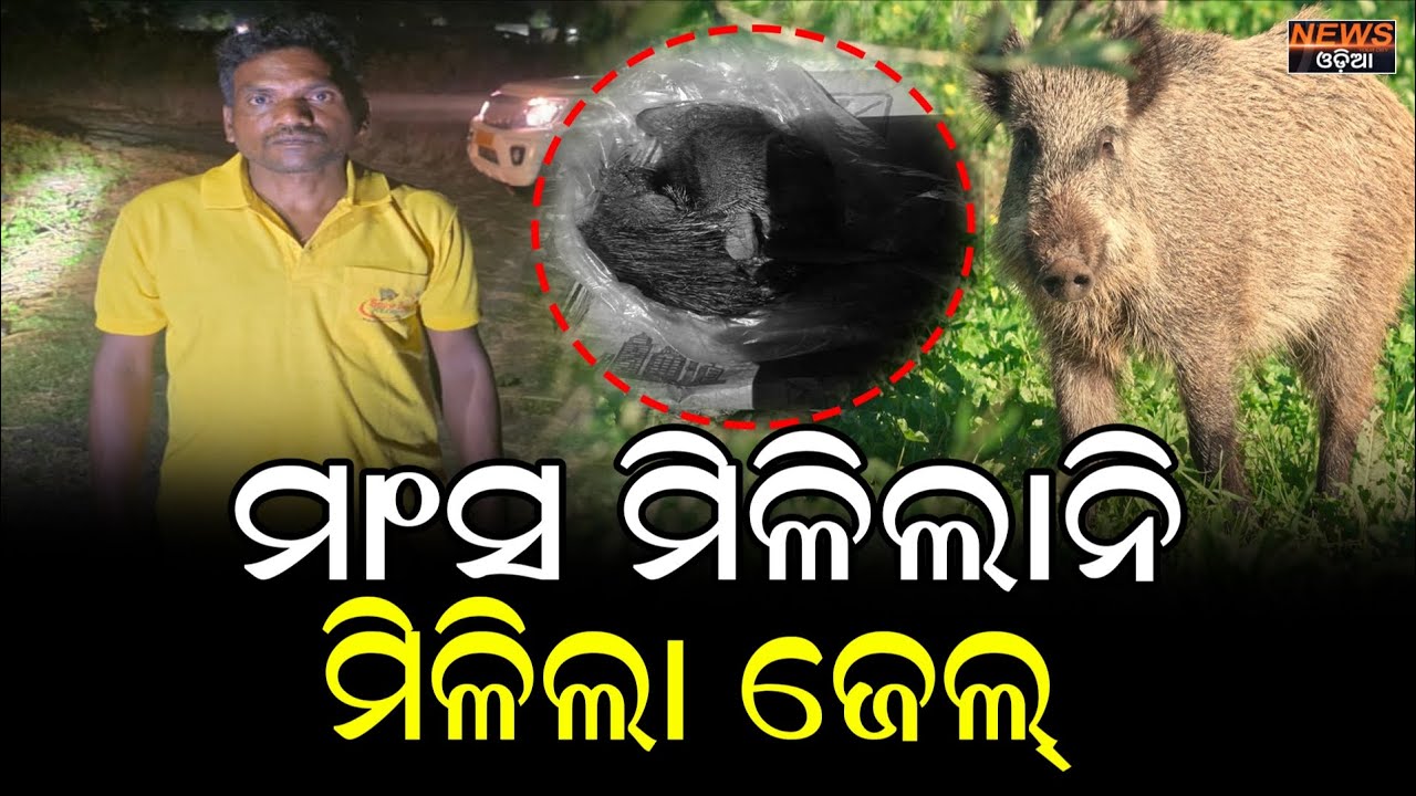 ବାରହା ମାଂସ ଭାଗବଣ୍ଟା ବେଳେ ପୋଲିସର ରେଡ୍ । #ବାରହା_ମାଂସ #keonjharnews #keonjhar #specialstory 