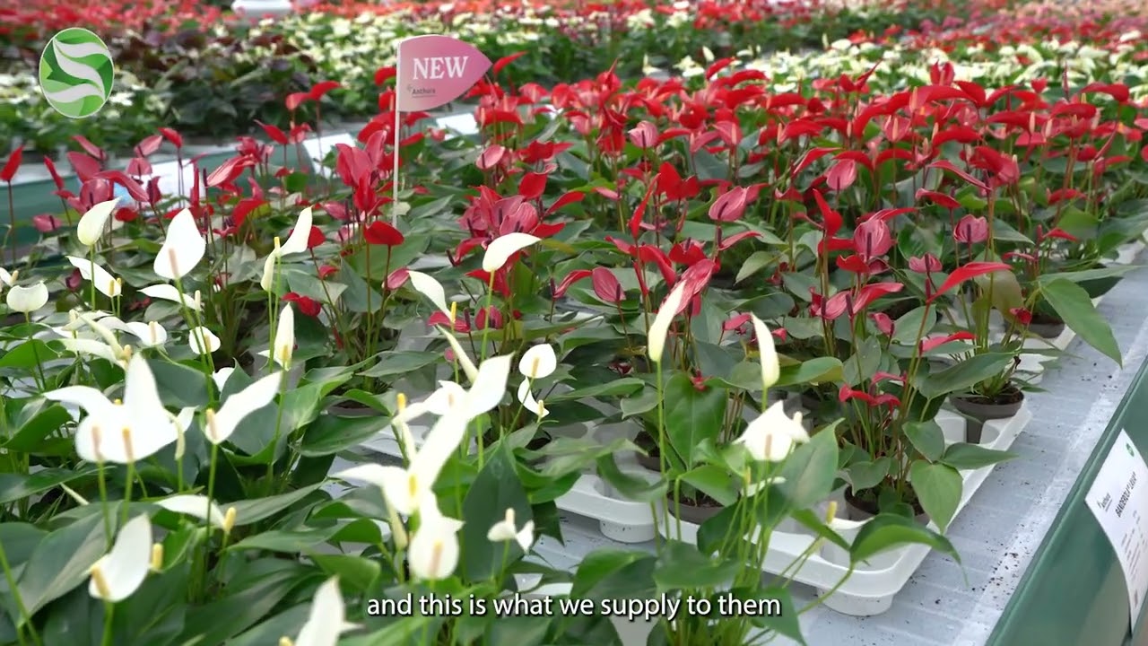Grower of the month March 2025: Anthura