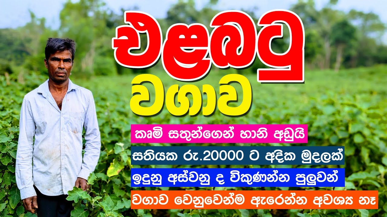 වියදම් අඩු ලාබදායි එළබටු වගා | සතිපතා වැඩි ආදායමක්‌ උපයන්න #traveltrinco #farming #agriculture