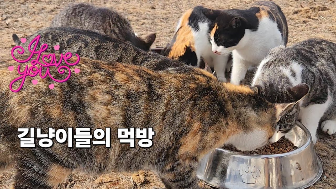 아름다운 아침 천사들의 먹방 ~♡#고양이 #길냥이구조 #korea 