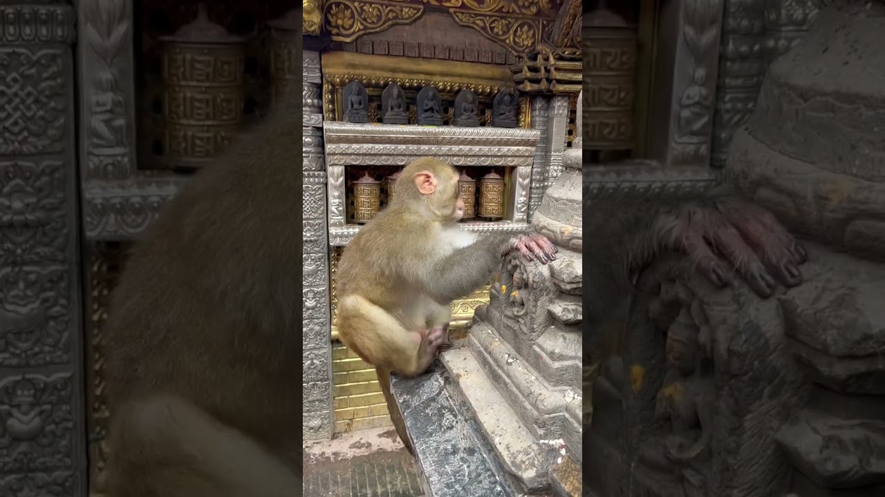 Monkey in monkey temple #monkey #monkeytemple #swayambhunath #holytemple