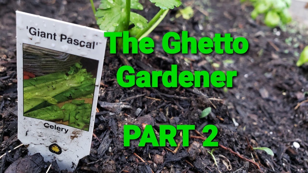 PLANTING &lsquo;GIANT PASCAL&rsquo; CELERY &bull; The Ghetto Gardener &bull; Part 2