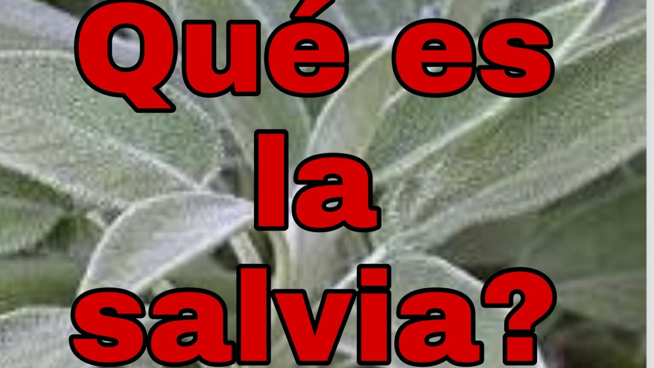 Qu&eacute; es la salvia?