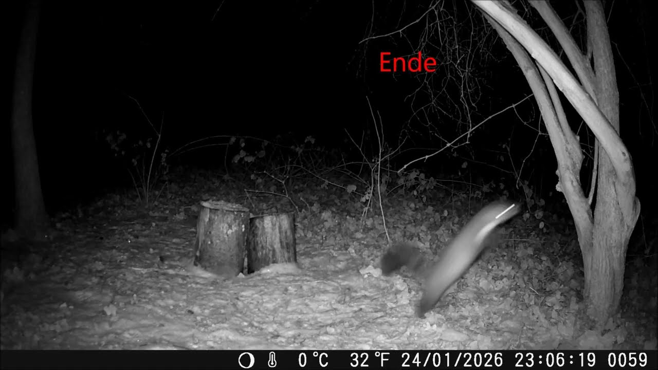 Hilfeee - der Marder ist hyperaktiv 😀