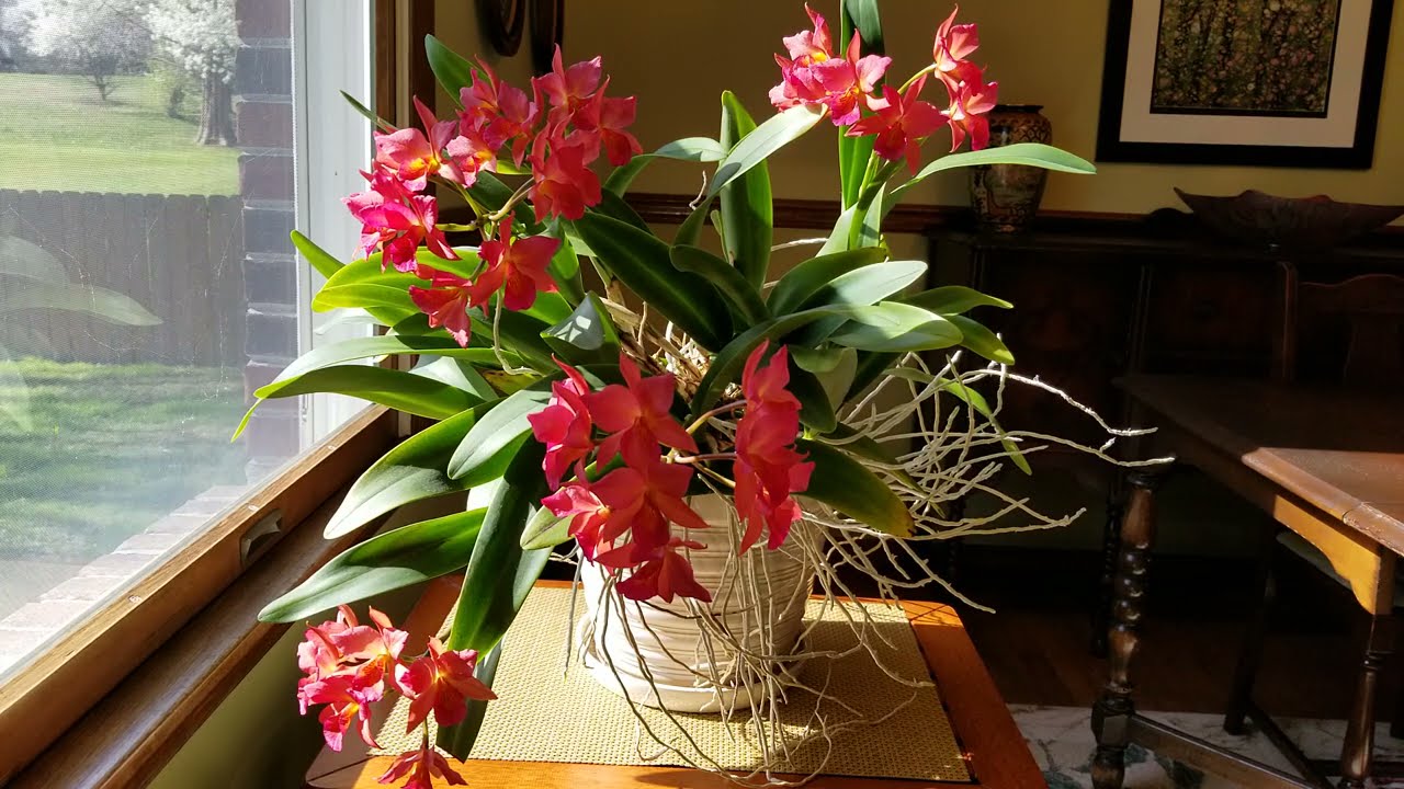 Importance of Calcium & Magnesium in Growing Orchids & Sources I Use. Spring Fertilizer Recipe Card.