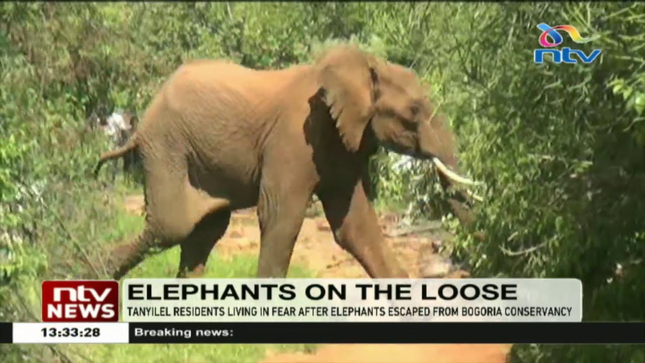 Baringo North residents live in fear after stray elephant killed cow, injured two