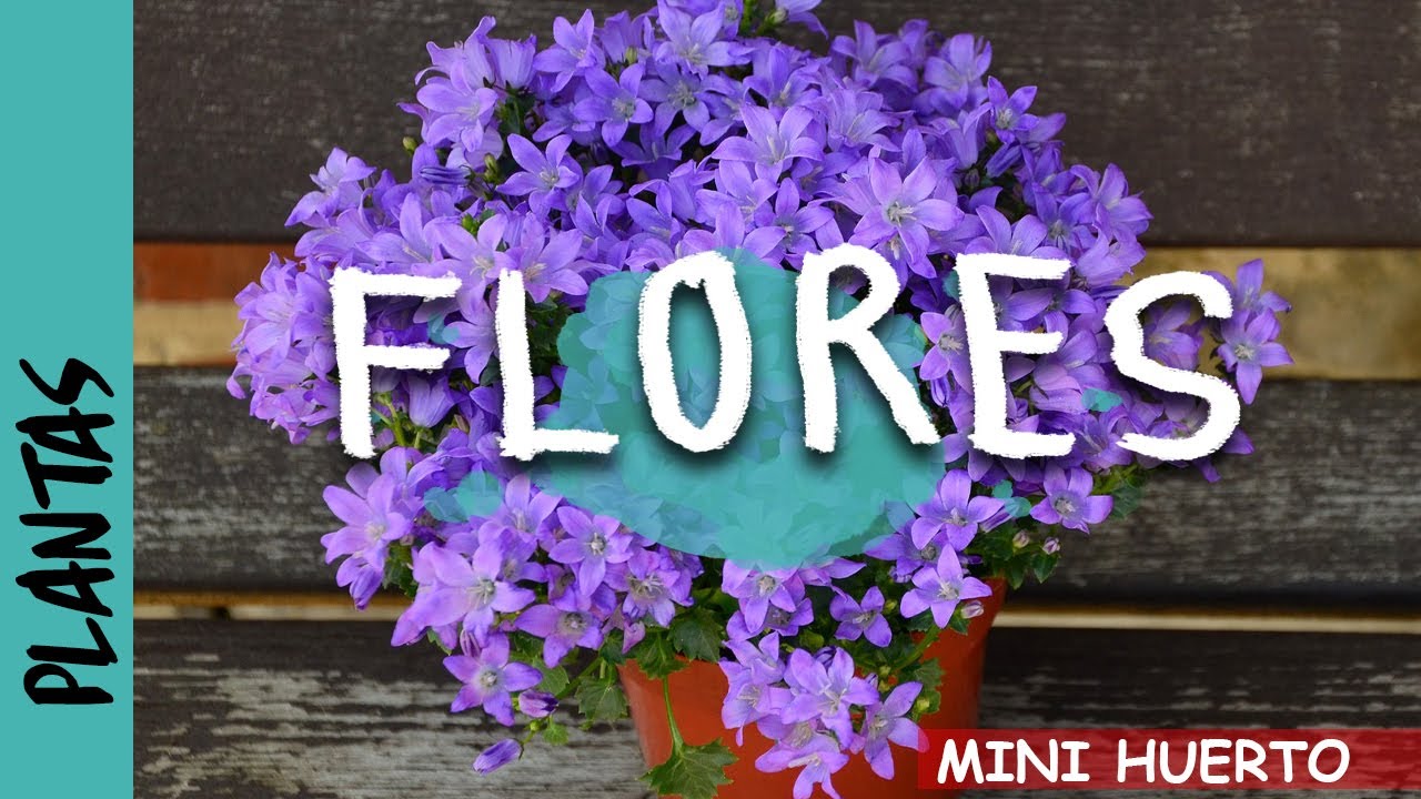 Cómo sembrar flores Alyssum  | Soy Angie