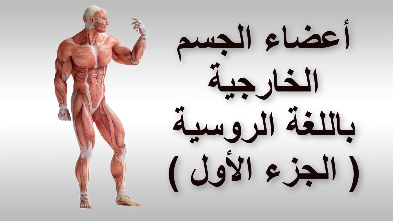 تعلم اللغة الروسية | أعضاء الجسم الخارجية باللغة الروسية | الجزء الأول