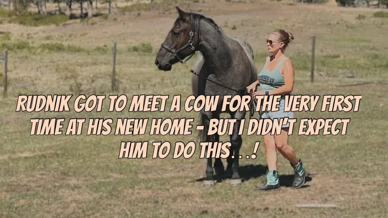 I’m not sure who he was showing off for more - the mares or the cow 😂