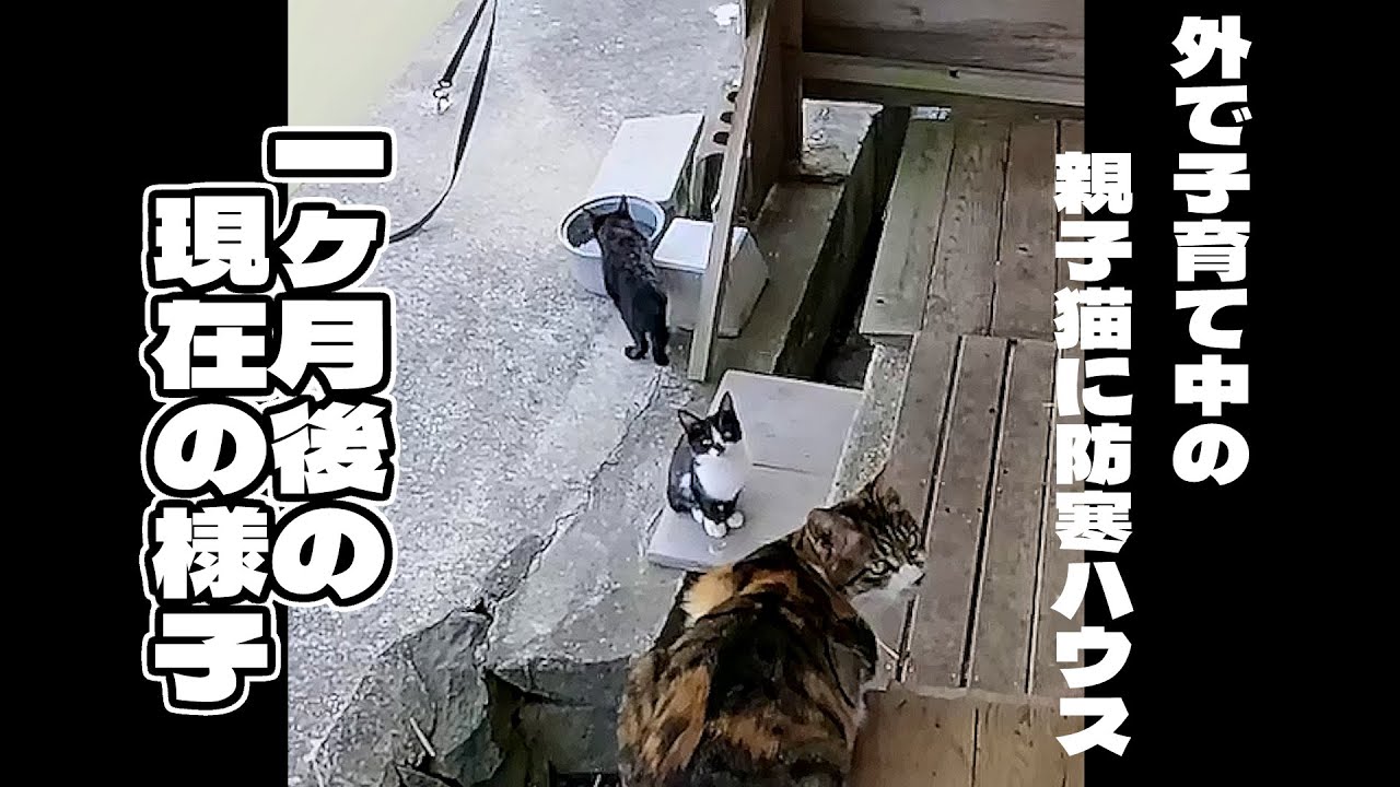 外で子育て中の親子猫に防寒ハウスDIY🐈️その後
