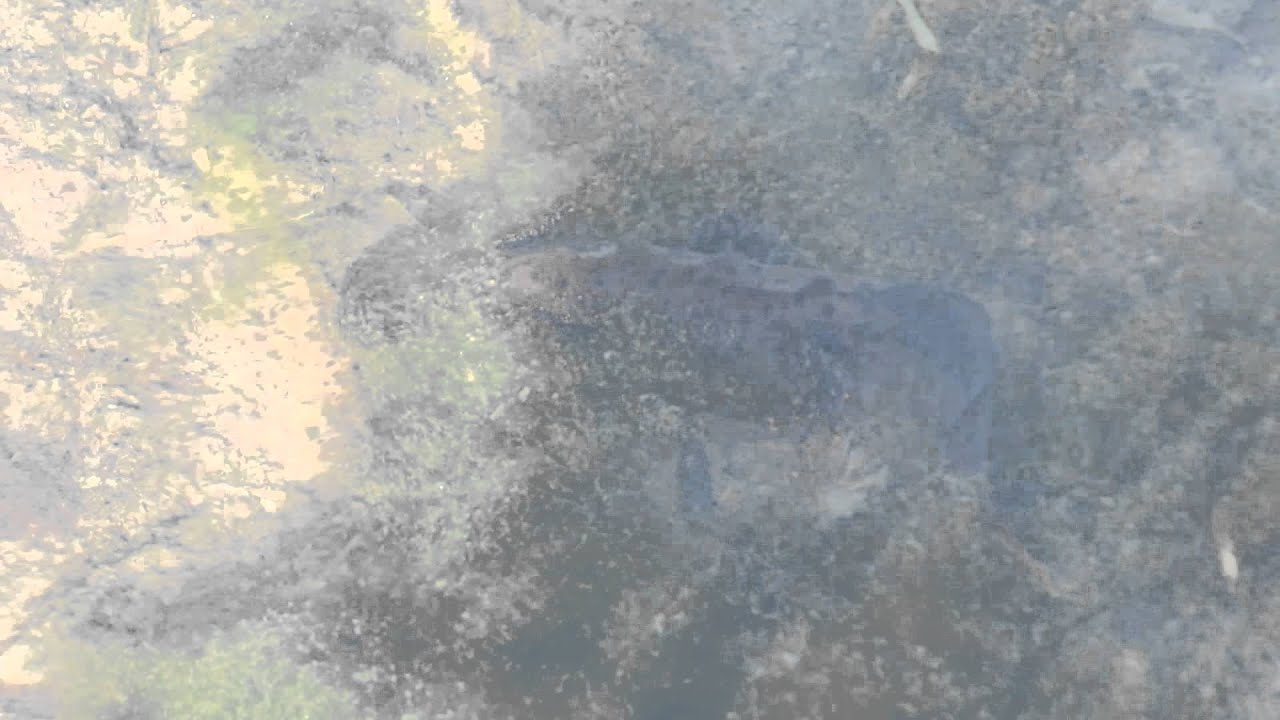 Kamsalamander