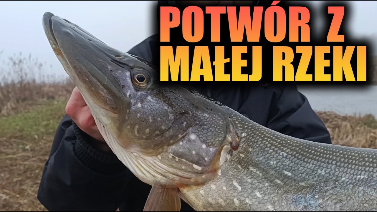 WIELKI SZCZUPAK NA KONIEC SEZONU - Wędkuj z Alfim #51