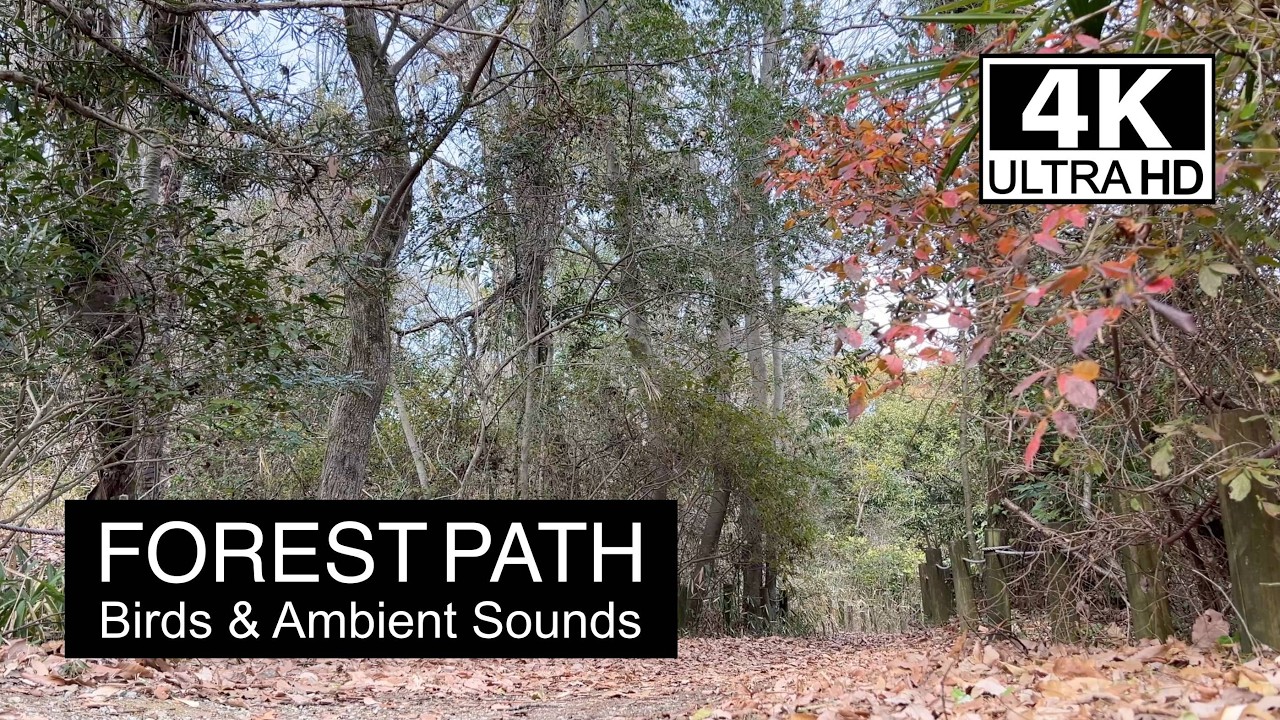 【4K】Forest Path in Nara 木漏れ日の小径