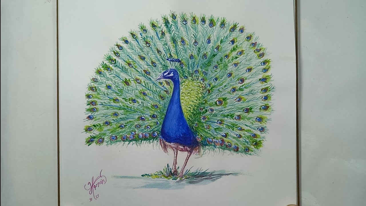 Como Pintar un Pavo Real/Gallipavo/Guajalote/Guanajo/Garullo/Pavón