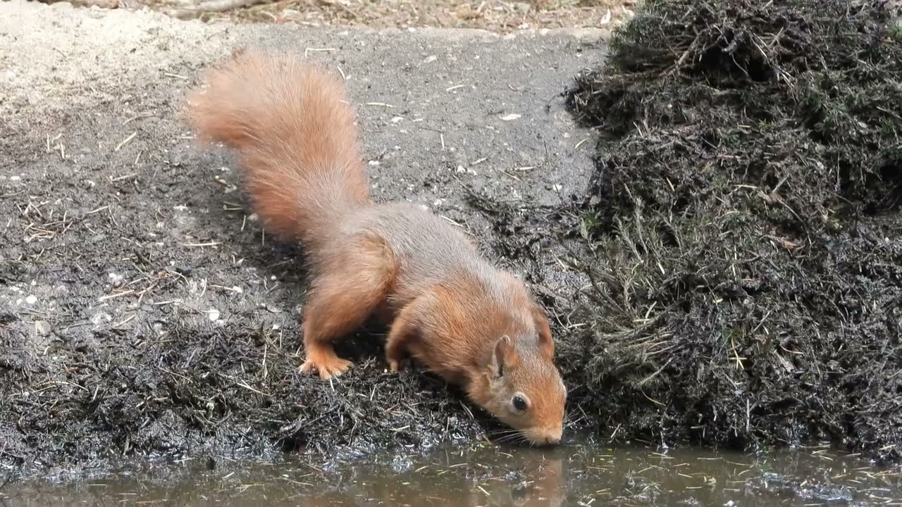 20220516 NPHV Badende vogels, eekhoorn en zeug met frislingen bij Vogelhut Otterlo