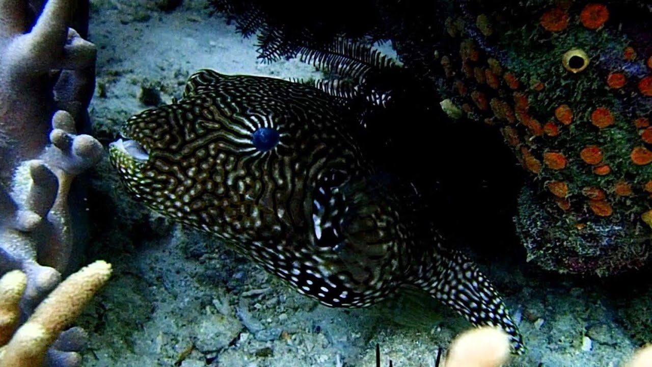 Raja Ampat Snorkeling around Friwen from Nyandetor homestay 2024