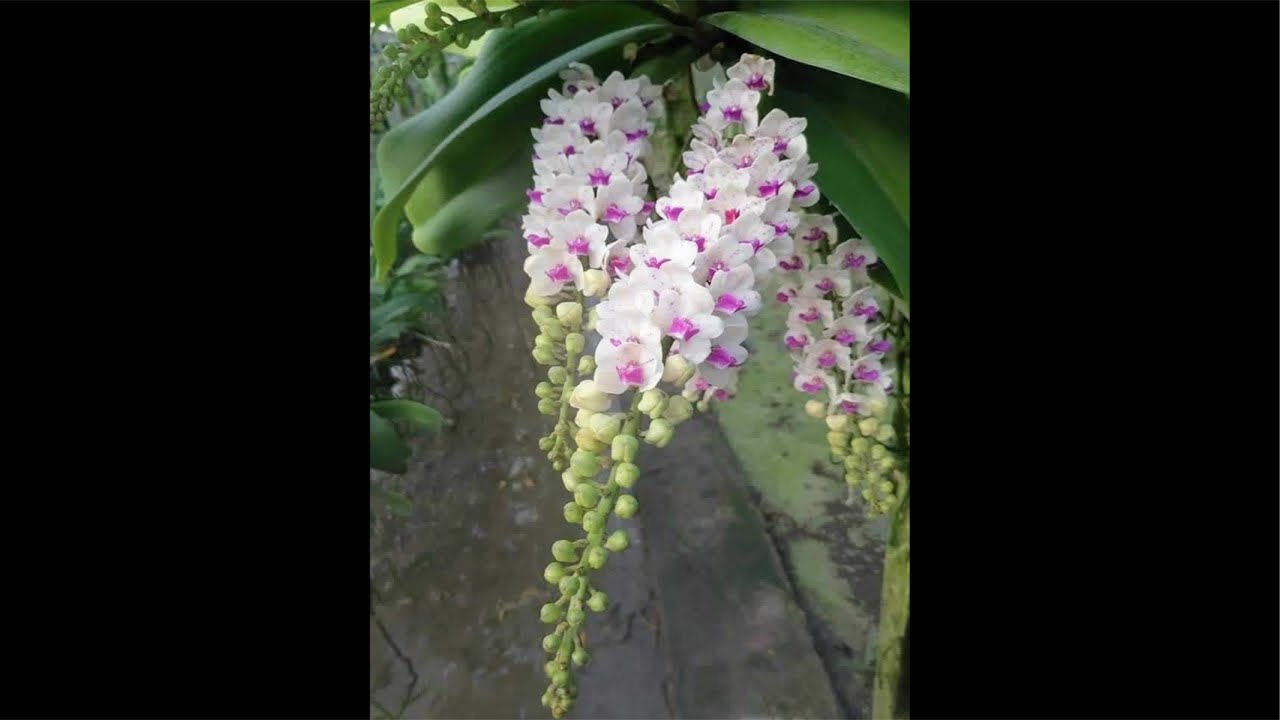 Sàn Hoa Lan 0936147233 săn lan rẻ đẹp ạ