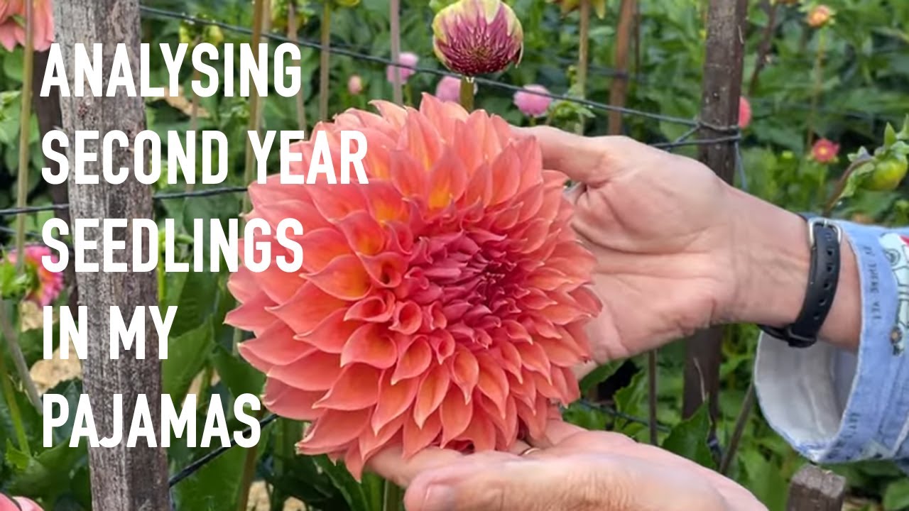 250. Walking Through the Second-Year Seedling Patch in my Pajamas.