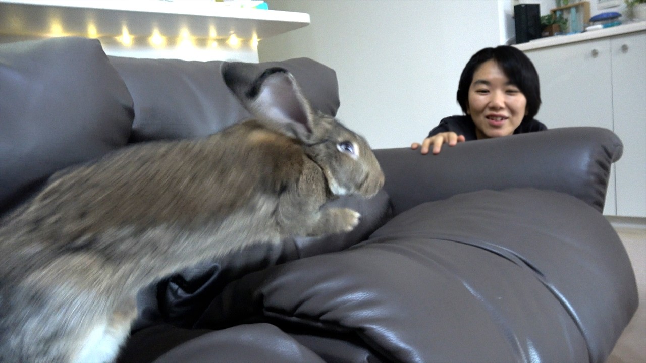 Flemish Giant Rabbit Jumping on the Couch and Getting a Facial Massage (Binkies&Zoomies)