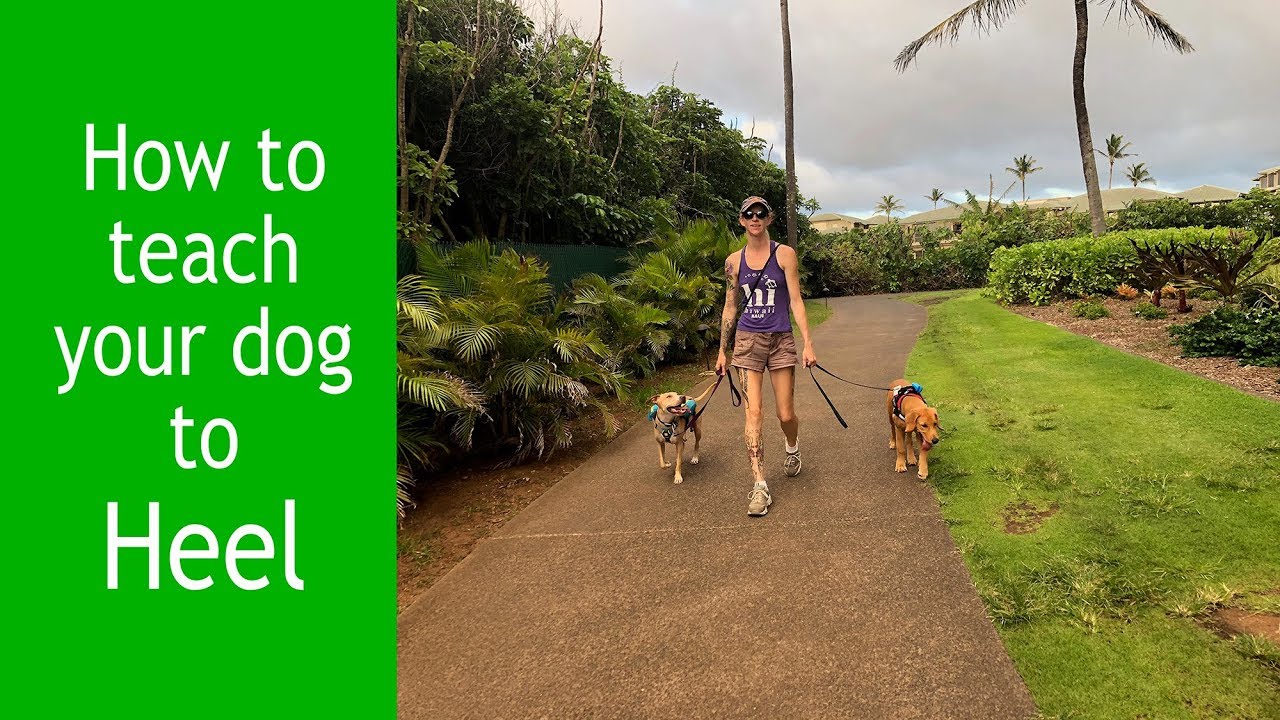 Heel:  First Steps...Training with Such Good Dogs.