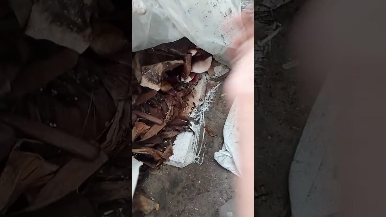 Straw Mushrooms Explode in 15 Days