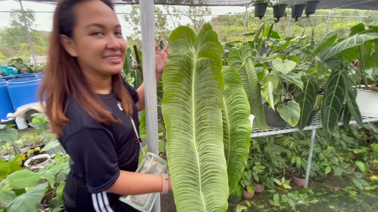 Arid and Aroids Quezon Tour