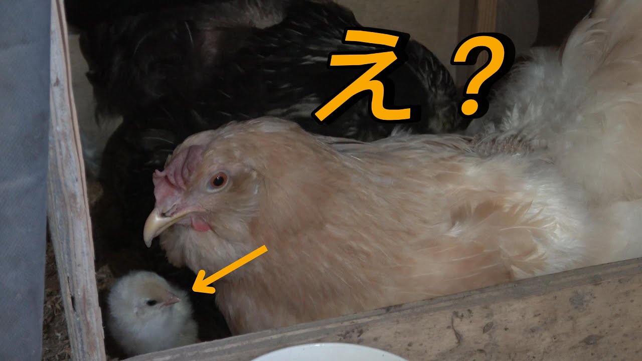 【ひよこ？！】生まれるの早くね？！かわいすぎるｗｗｗ（ニワトリ飼育＃21）＃かわいい＃癒し＃生き物＃動物＃にわとり＃鶏＃ニワトリ＃ひよこ＃ヒヨコ＃ひな＃孵化＃ニワトリ日記＃chicken＃ニワトリ飼育