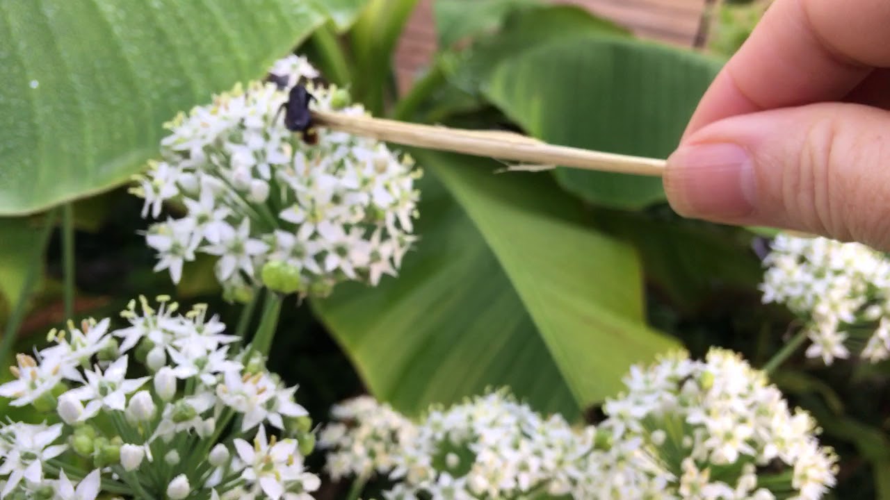 Japanese blue winged wasp sleeping in late!