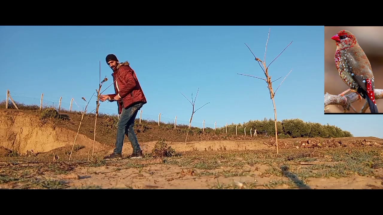 صيد الحسون في المغرب 🦜🦜🦜🦜🦜🦜🔔