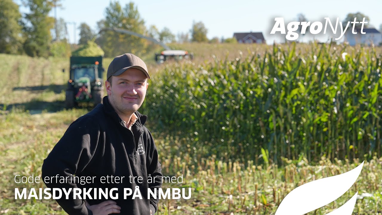 Gode erfaringer etter tre år med maisdyrking på NMBU