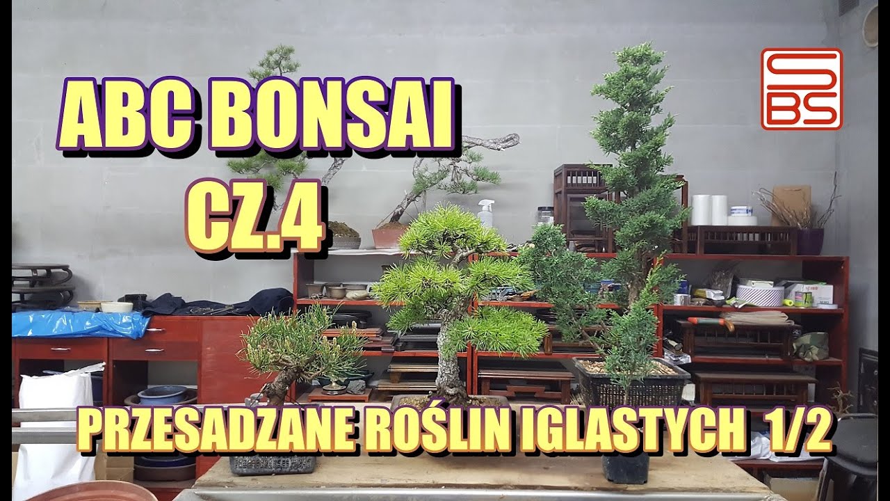ABC BONSAI CZ.4 Przesadzanie roślin iglastych 1/2