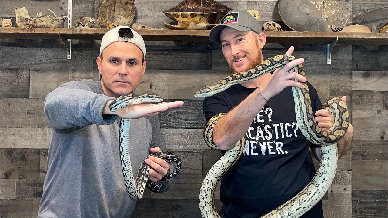 Carpet Pythons are awesome!!