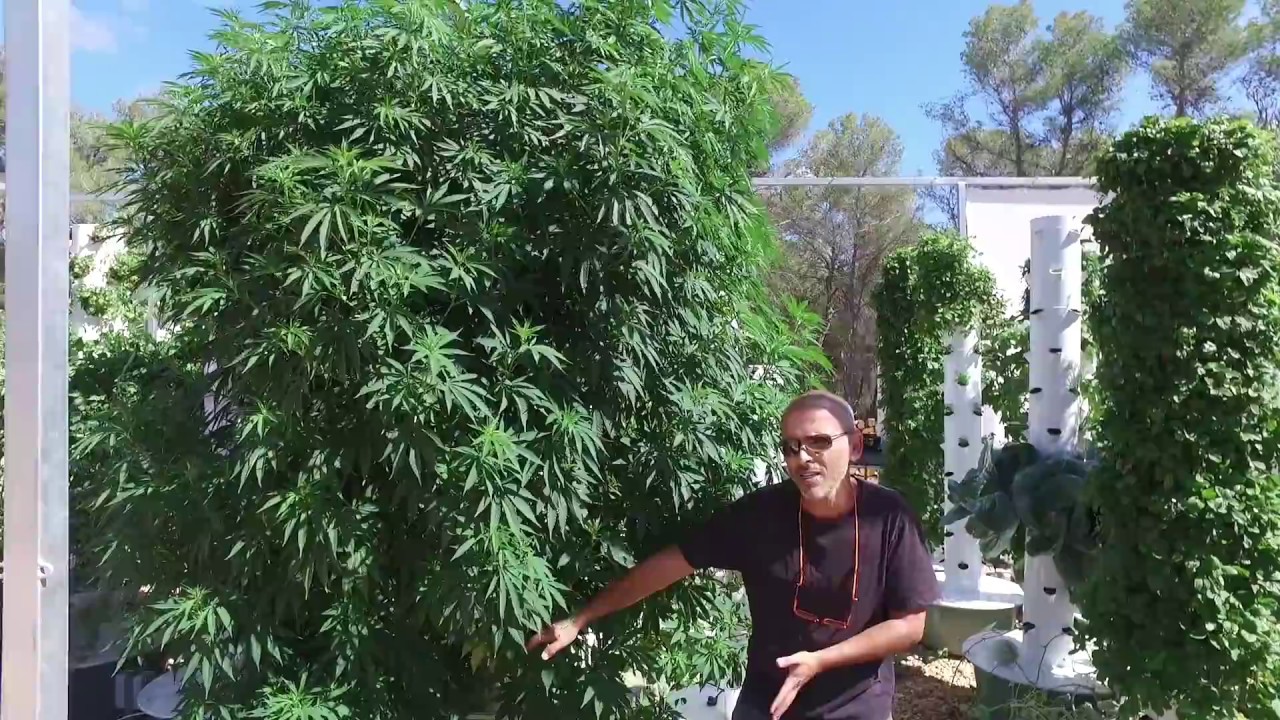 Aeroponic Marijuana - Grow 3 Pounds of Cannabis on just 1 Tower Garden