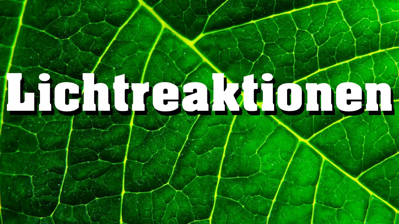 Lichtreaktionen der Fotosynthese verständlich erklärt