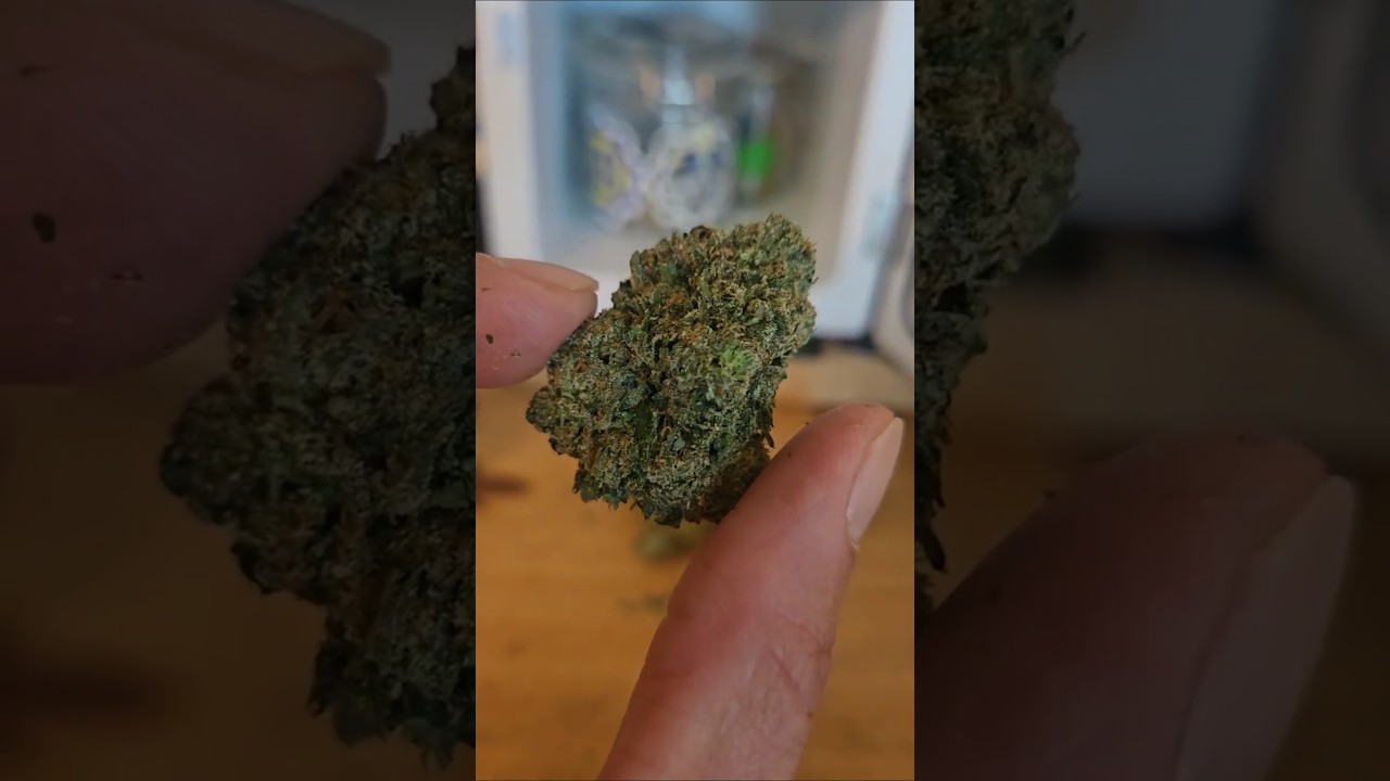 BubbleGum Gushers strain from Viola #colorado #topshelf #strains #strainreviews #thebuzzdispensary