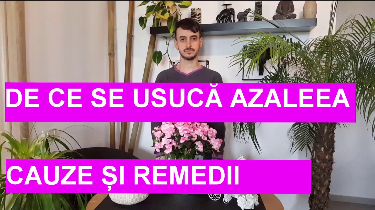 DE CE SE USUCA AZALEEA