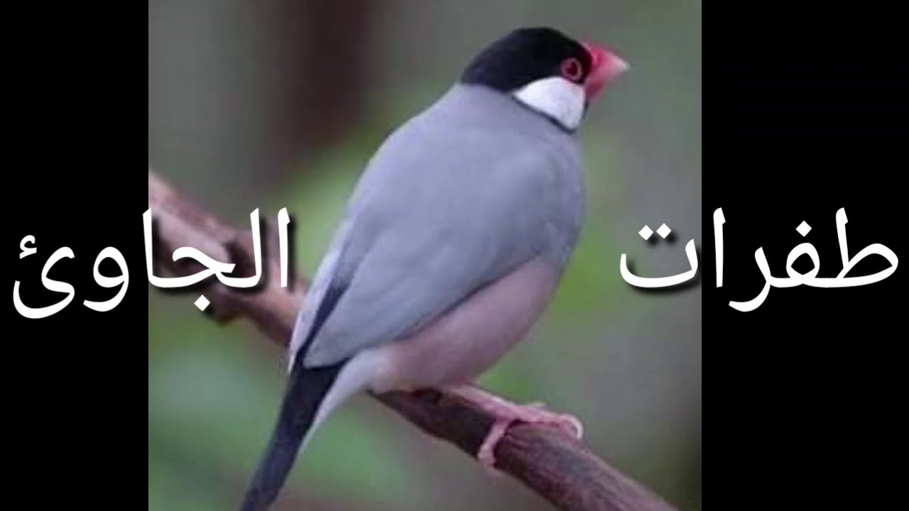 طفرة الجاوئ الكريمي والالمنيوم