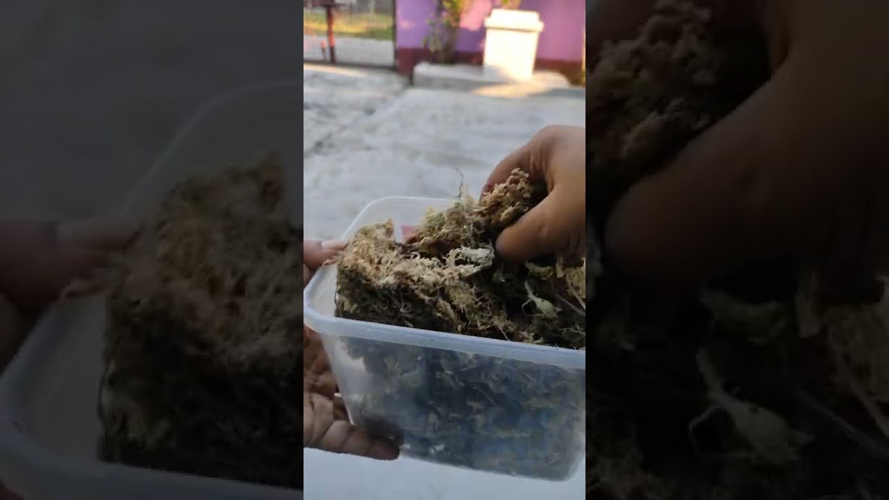 Sphagnum moss! @Pots and Petals