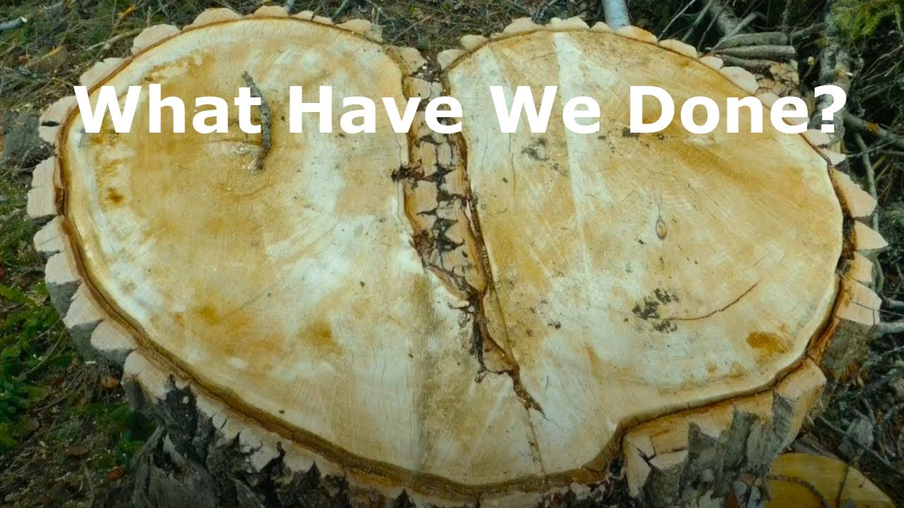 What Have We Done?