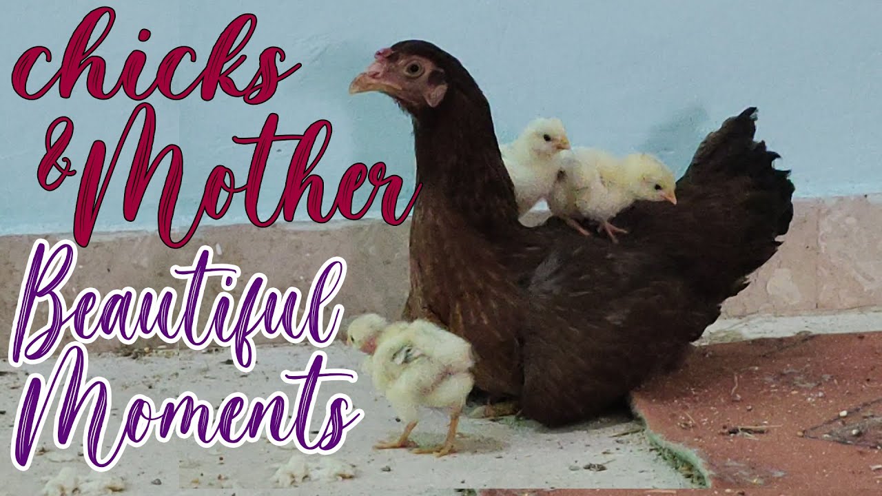 lovely moments of chicks & Mom