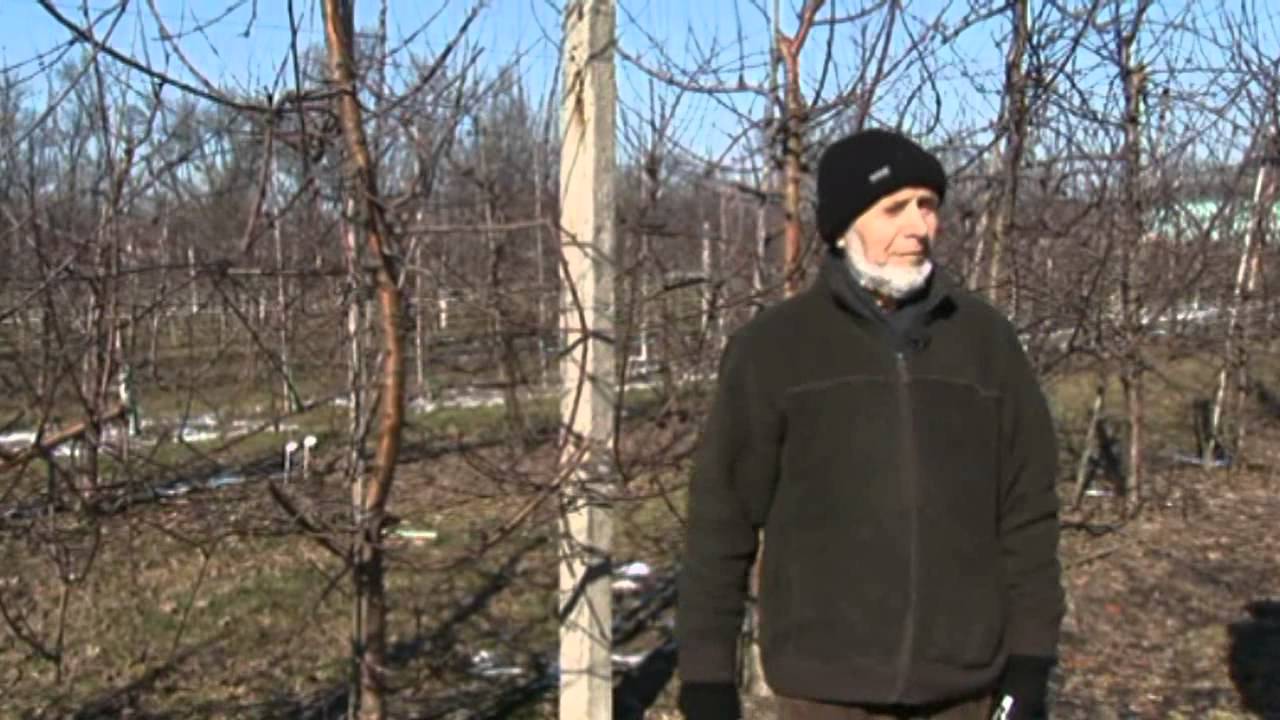 Обрезка яблони и груши в интенсивном саду. Польский фильм
