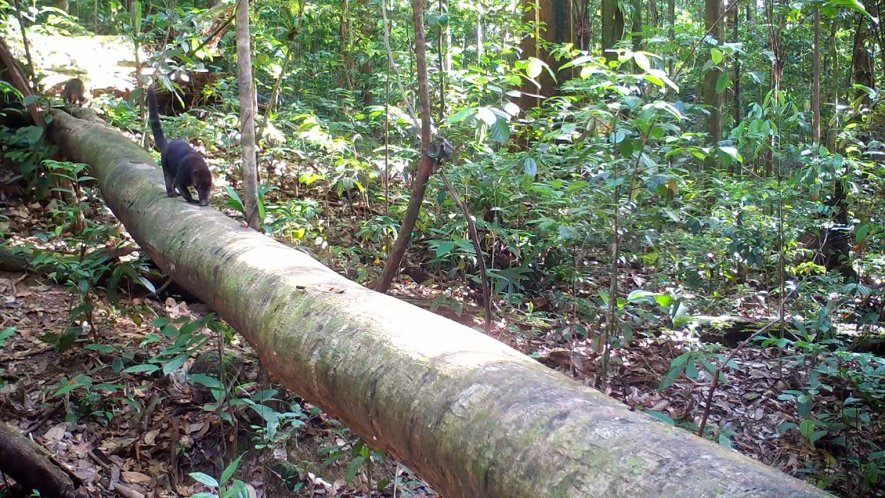 Guyane