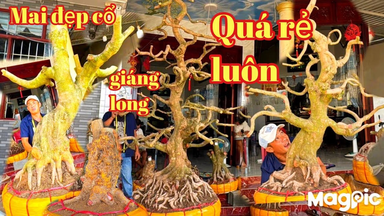 A Thành 👉 Zalo 0937763305💥 Bất ngờ mai vàng đẹp v giá rẻ tại ĐT 