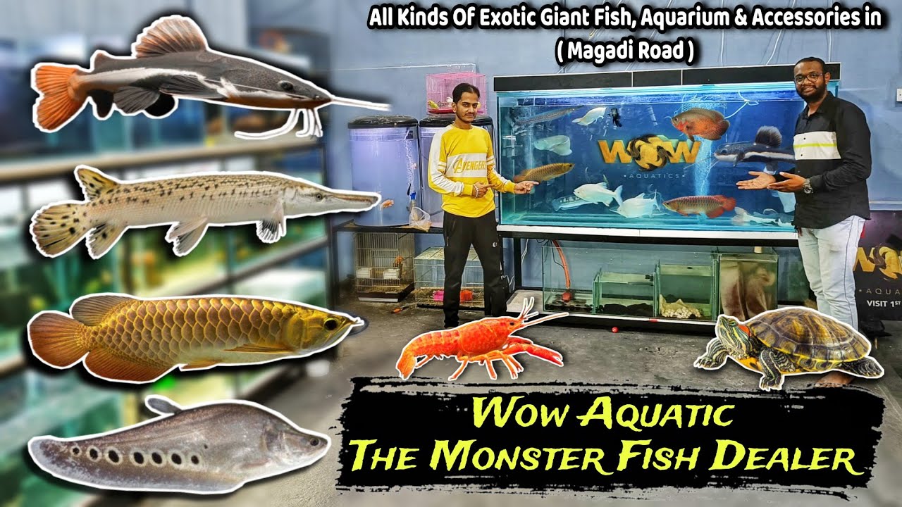Monster Fish Arowana, Alligator, Oscar, Redtail catfish | Wow Aquatics @wowaquatics