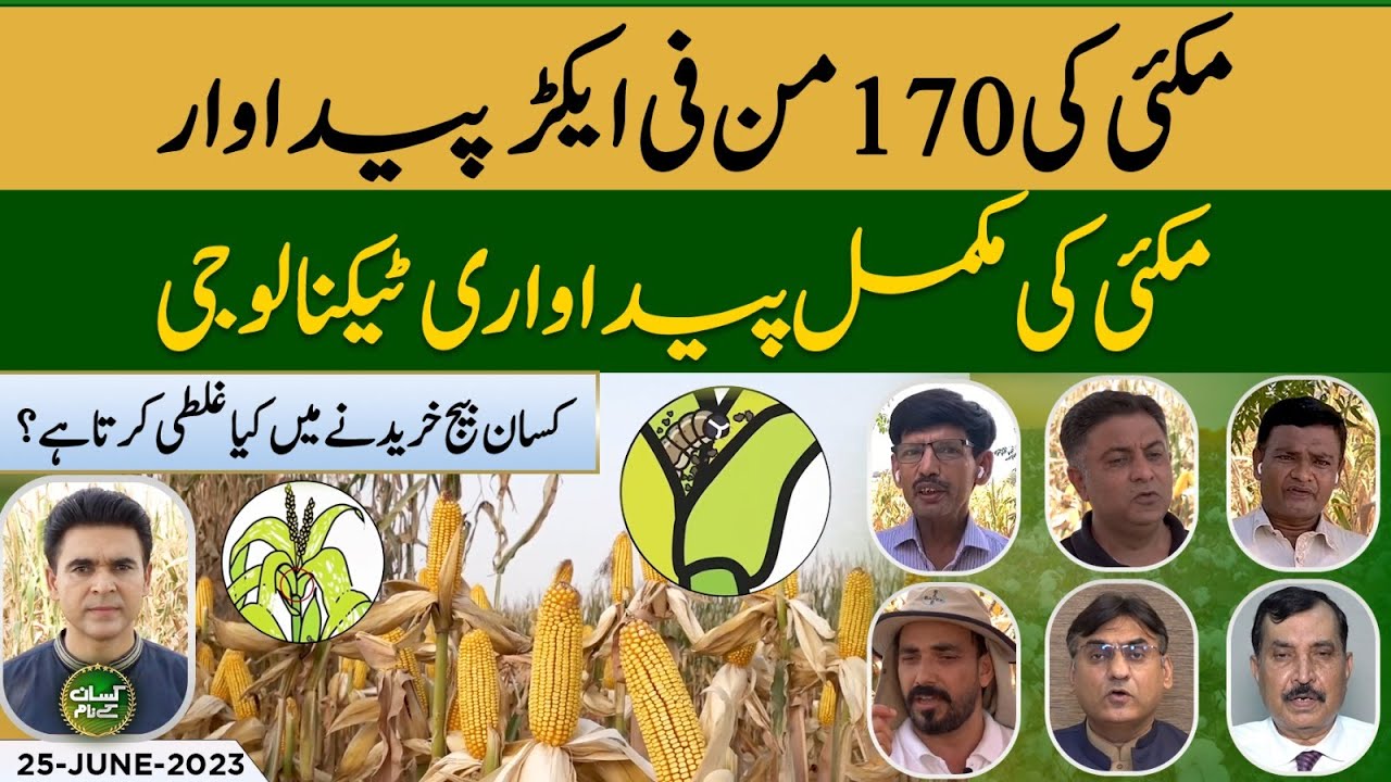 How To Get 170 Mound Per Acre Maize Yield? Best Seed of Maize | Kissan Kay Naam EP 25 | Suno News