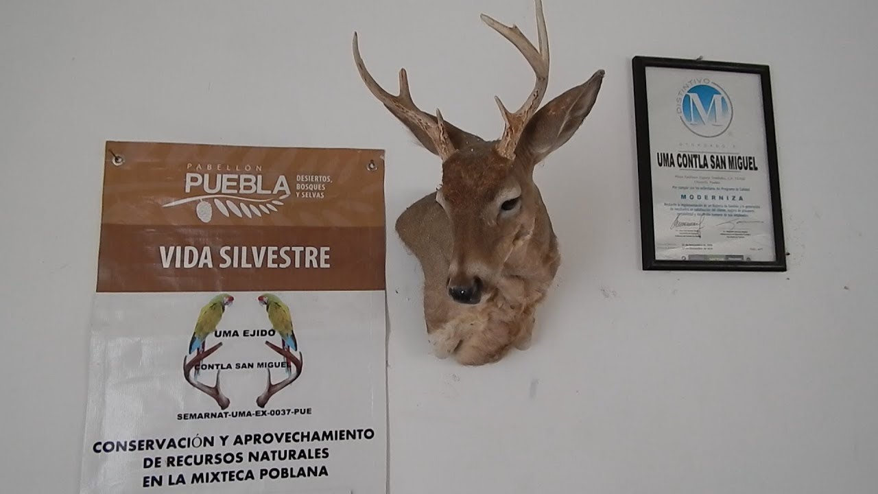 Conservaci&oacute;n sustentable de flora y fauna en Mixteca de Puebla