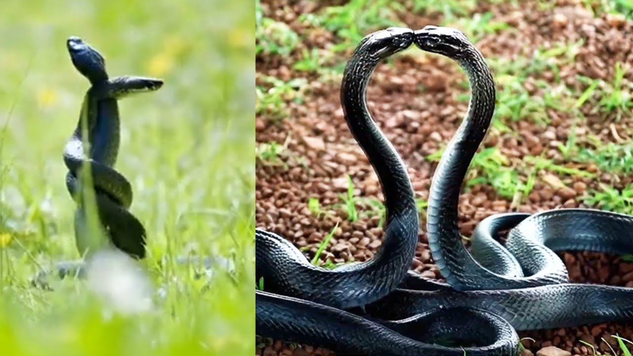 সাপের ভিডিও | SNAKE | Snake Videos Collection | ANIMAL | Arman Vlog 24